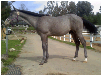 KNG colt for sale